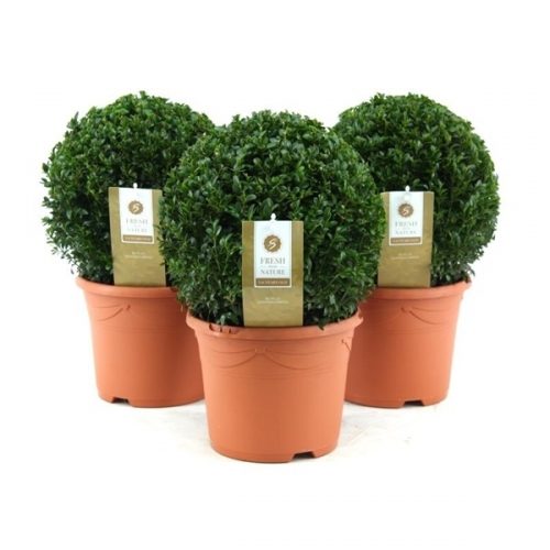 Buxus sempervirens