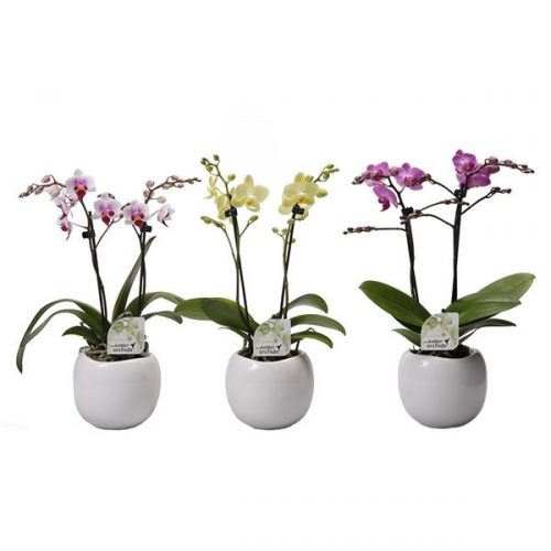 Phalaenopsis multiflora kolibri mix 12620