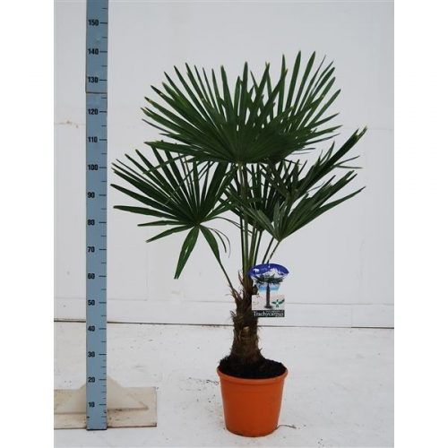 Trachycarpus fortunei