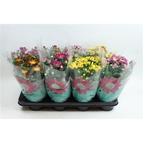 Chrysanthemum ind. mix specials