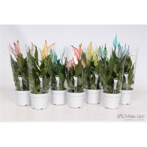 Spathiphyllum bellini make-upz mix