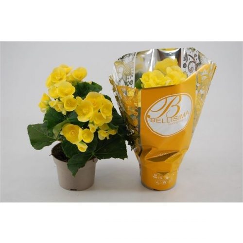 Begonia elatior hl. blitz