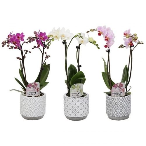 Phalaenopsis multifloratypes mix 12500