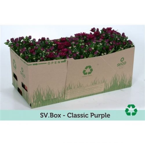 Chrysanthemum ramires