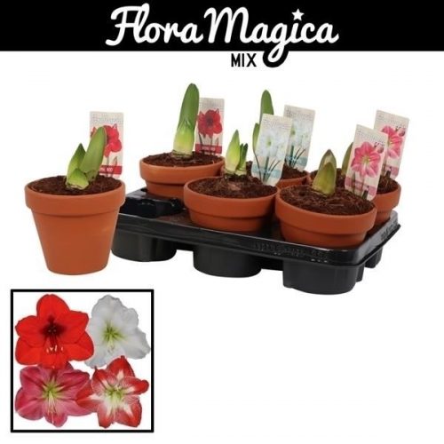 Hippeastrum mix