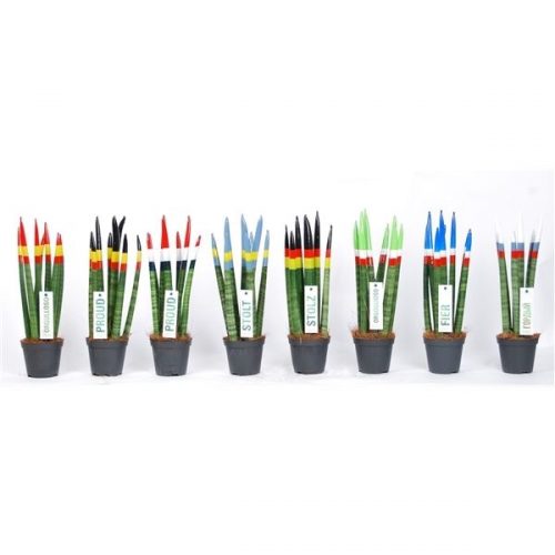 Sansevieria cylindrica proudz mix