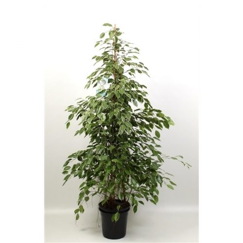 Ficus benjamina golden king