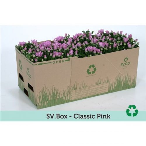 Chrysanthemum ind. fashion