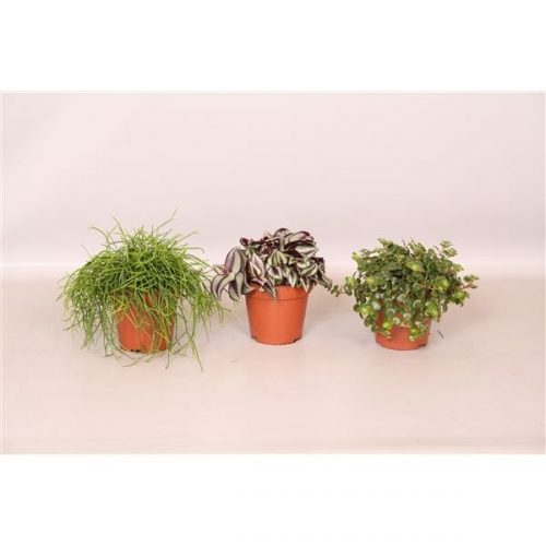 Euphorbia miliiana wit / creme