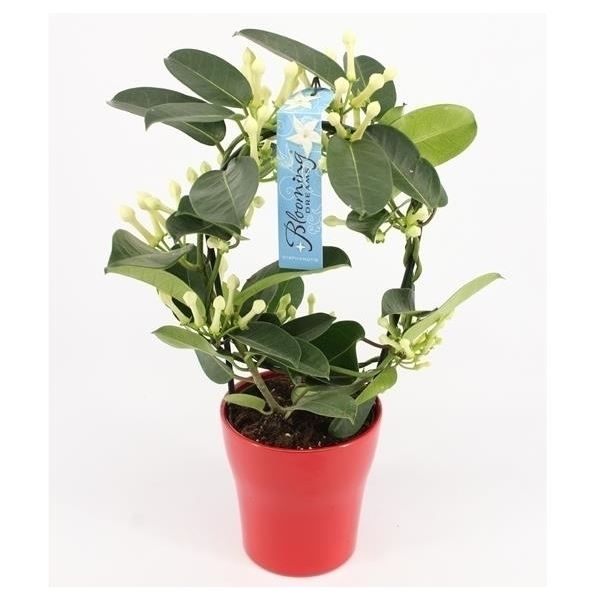 Stephanotis floribunda 1 Stephanotis floribunda