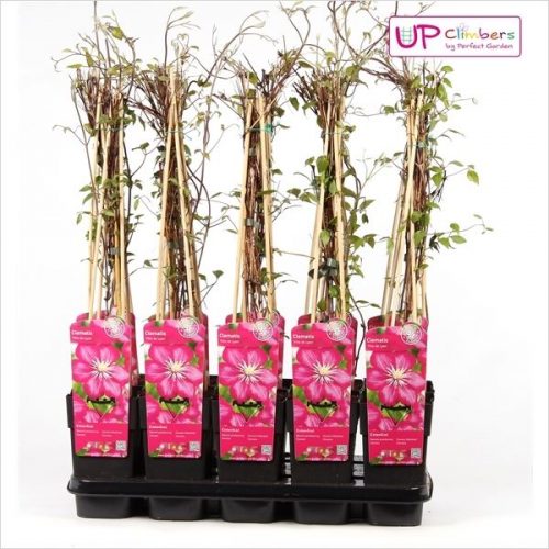 Clematis ville de lyon