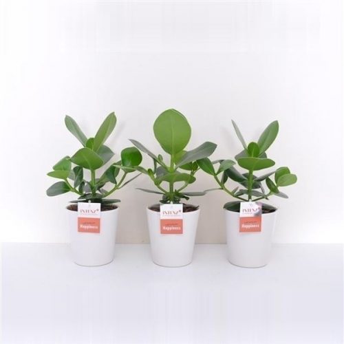 Clusia rosea princess clu12-dw