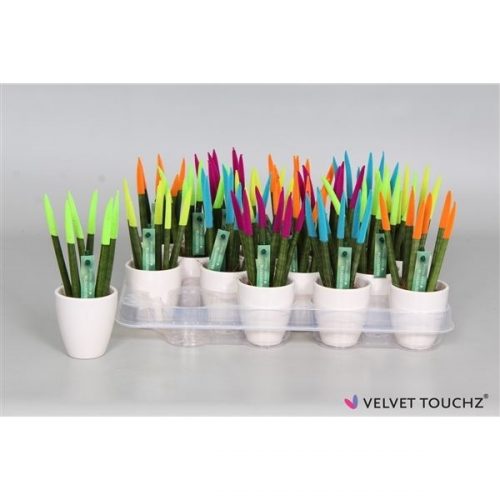 Sansevieria cylindrica spaghetti velvet svt07mk012