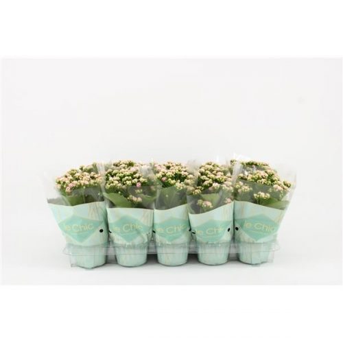 Kalanchoe rosalina le chic vip roze