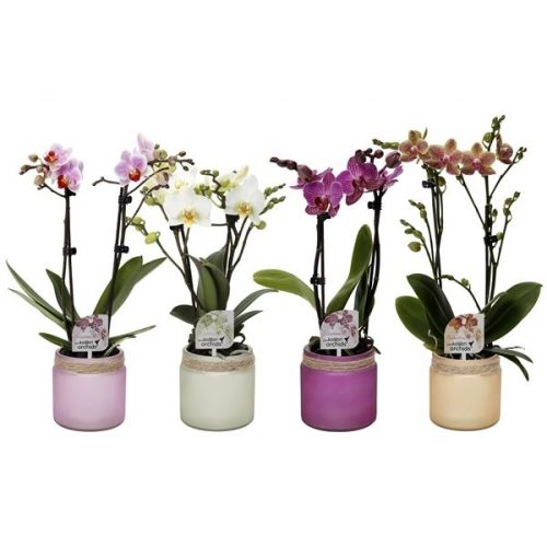 Phalaenopsis multiflora kolibri mix 12250mix