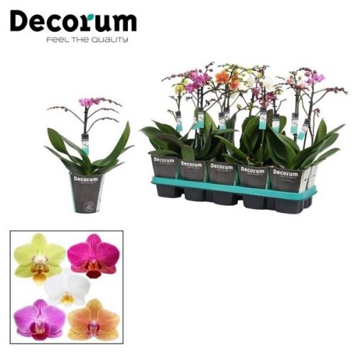 Phalaenopsis multiflora mix