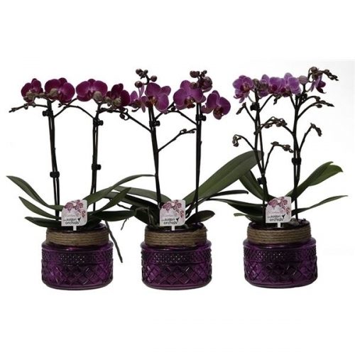 Phalaenopsis multiflora kolibri mix 12990vi