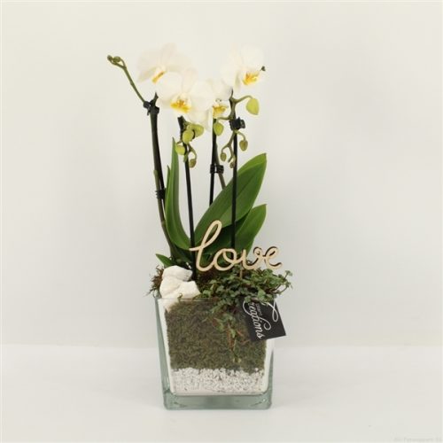 Phalrm-2024w romantic phalaenopsis	-	6	-	Adet