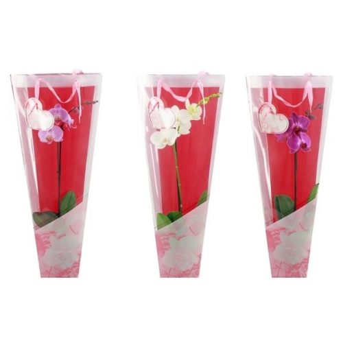 Phalaenopsis carry bag