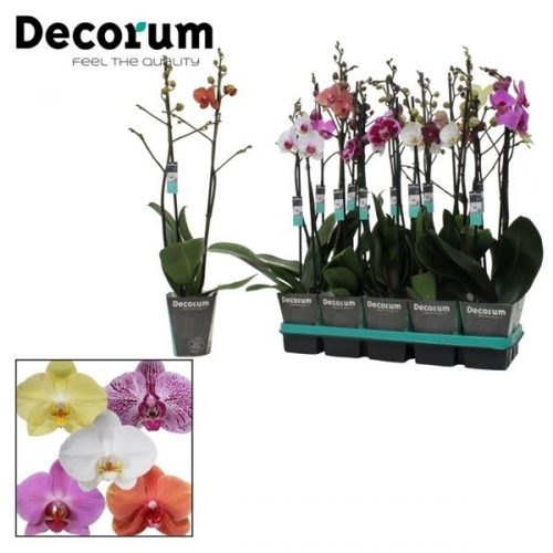 Phalaenopsis mix	phal. mix - 2 spike branched 12cm	-	4	-	Adet