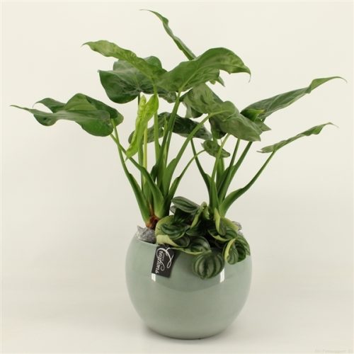 Grcr-2023 green creations	-	2	-	Adet