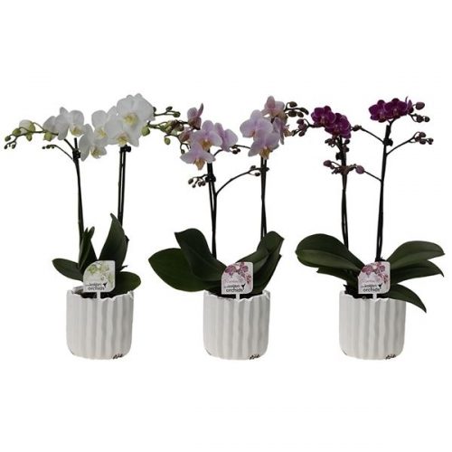 Phalaenopsis multiflora kolibri mix 12930wh
