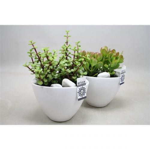 Arrangementen succulenten suc11