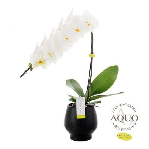 Phalaenopsis wit formidablo no.12