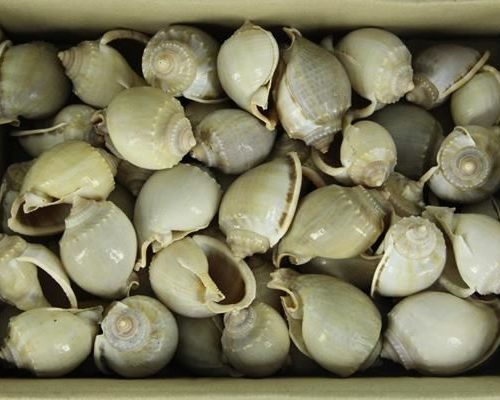 Shell Paul Gauta - Decoratiemateriaal
