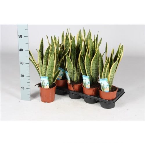 Sansevieria trifasciata laurentii