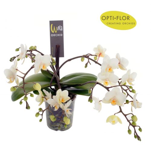 Phalaenopsis multiflora wild wit