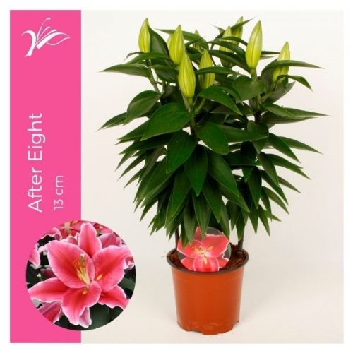 Lilium oriental after eight