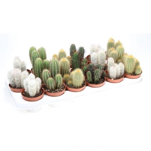 Cactus zuil mix ca8010