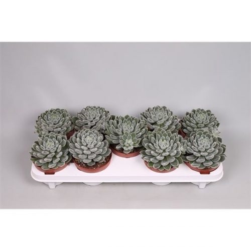 Echeveria green velvet
