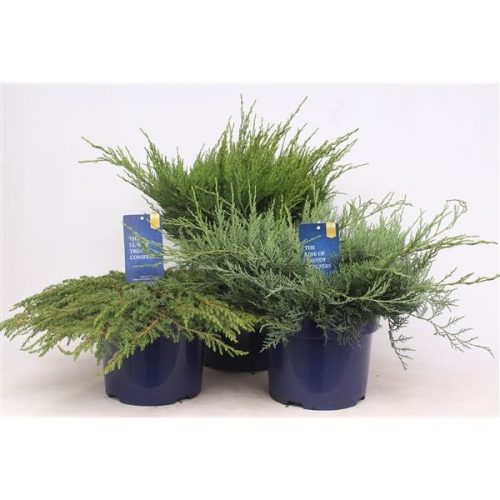 Juniperus mix
