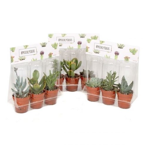 Pr08 3x succulent 5,5 cm in blister