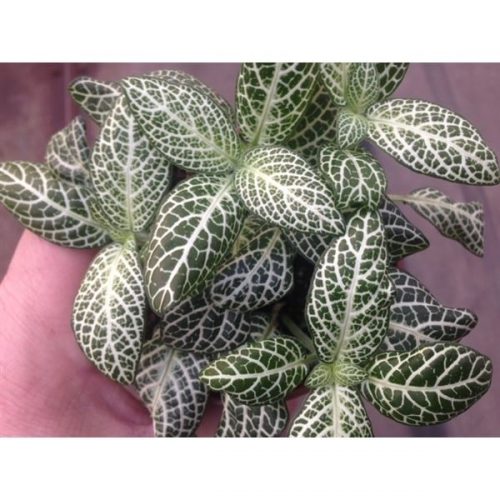 Fittonia mosaic snow angel