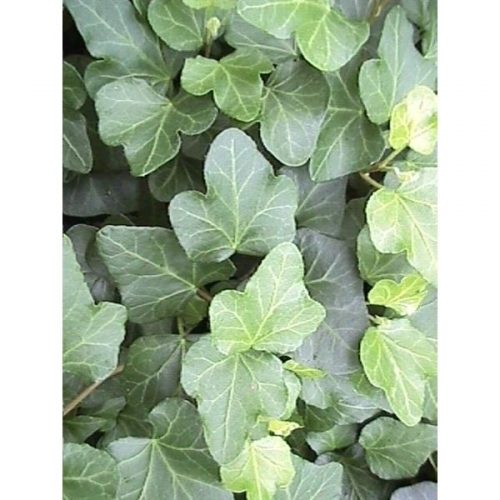 Hedera helix wonder