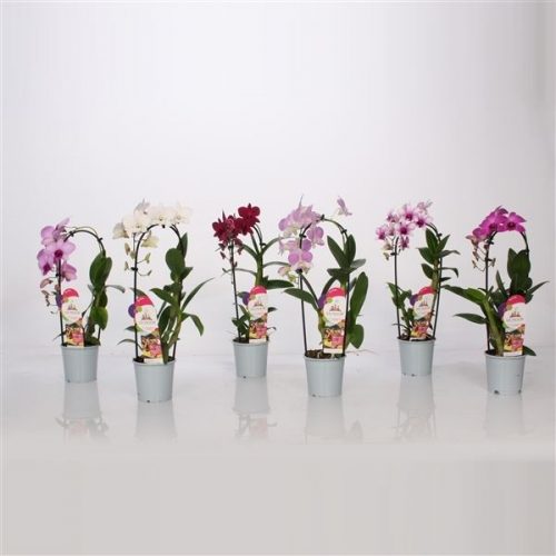 Dendrobium sa-nook mix