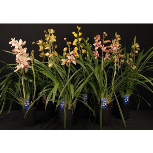 Cymbidium mix