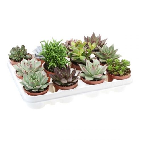 Succulenten mix su8001
