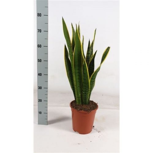Sansevieria trifasciata laurentii
