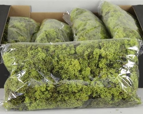 Moss icelandic 500gr lightgr. - Moss icelandic 500gr lightgr.