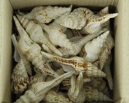 Shell White Seval - Decoratiemateriaal