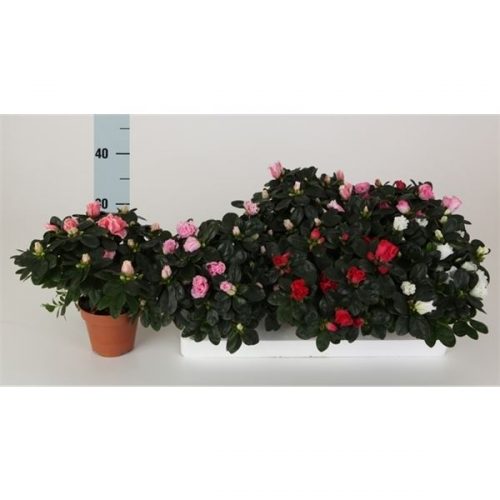 Rhododendron simsii mix 4 kleuren