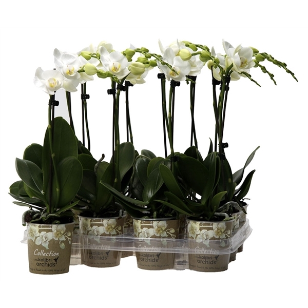 Phalaenopsis multiflora kolibri wit 1 Phalaenopsis multiflora kolibri wit