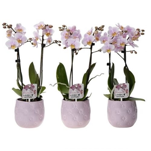 Phalaenopsis multiflora kolibri roze 12550pi