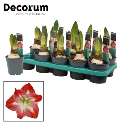 Hippeastrum exotic striped extra	 2 knop	-	6	-	Adet