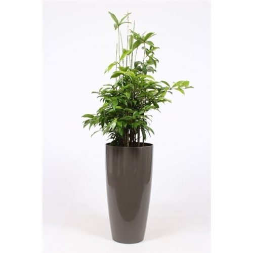 Dracaena surculosa drsuk33t