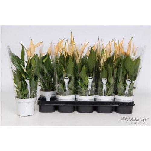 Spathiphyllum bellini